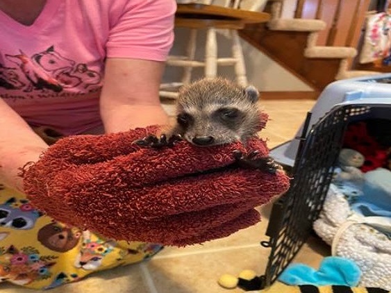 A baby raccoon!