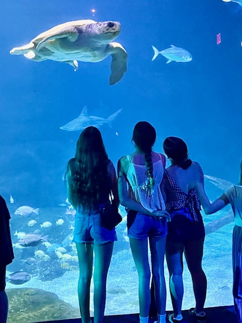 Girl Scout Cadettes Abagail, Olivia, and Marisa of Troop 18 visit sea turtles at an aquarium