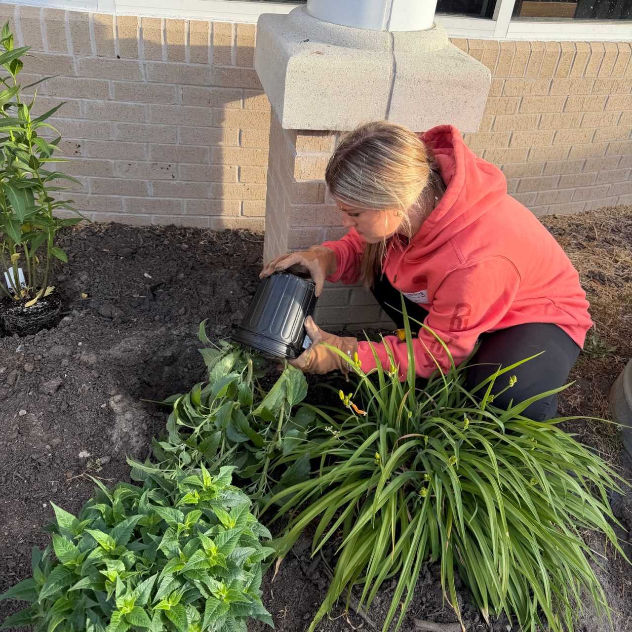 Girl Scout Madison planted milkweed, goldenrod, black-eyed susans, lamb's ear, purple coneflower, daylilies, sneezewort, salvia, and bee balm