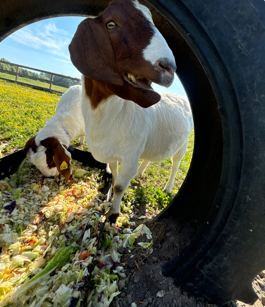 A happy goat at the Hero Kids Foundation