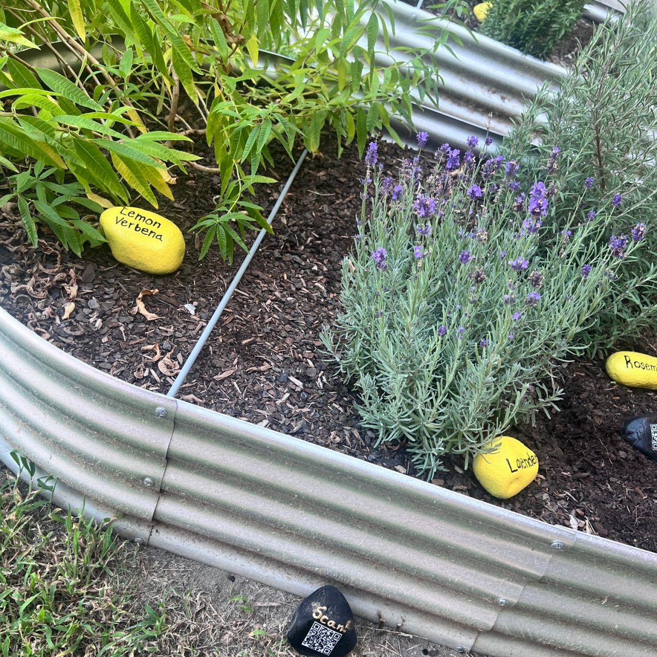 Girl Scout Cadettes Avery S. and Adrienne S. from Troop 396 in Norfolk installed a garden at Larchmont Elementary School