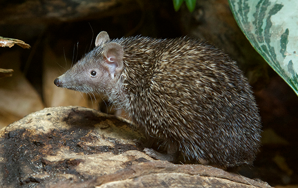 photo of a zoo animal by Megan Murphy, Courtesy of Smithsonian National Zoo & Conservation Biology Institute